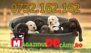 Cumpara legal catei Labrador cu microcip,carnet,factura,inregistrare-livrare personala la Pitesti