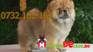 Cumpara legal catei Chow Chow cu Factura,Carnet,Microcip,Garantie-Livrare personala la Pitesti - imagine 2