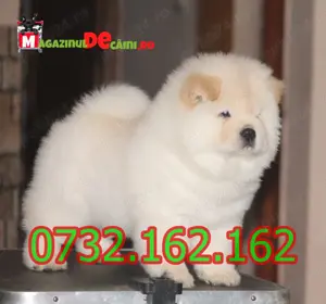 Cumpara legal catei Chow Chow cu Factura,Garantie,Carnet,Microcip-Livrare personala la Timisoara - imagine 6