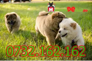 Cumpara legal catei Chow Chow cu Factura,Garantie,Carnet,Microcip-Livrare personala la Timisoara - imagine 3
