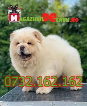 Cumpara legal catei Chow Chow cu Factura,Garantie,Carnet,Microcip-Livrare personala la Timisoara - imagine 2