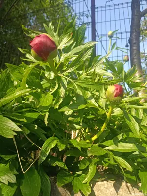 Cazare ieftina in Predeal - imagine 4 Cazare ieftina in Predeal - imagine 4