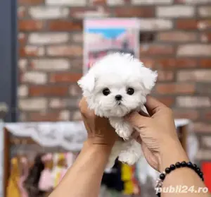 pui bichon maltez mini toy  - imagine 2
