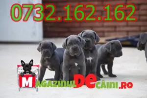 Cumpara legal catei Cane Corso cu Factura,Carnet,Microcip,Garantie-Livrare la Timisoara - imagine 4