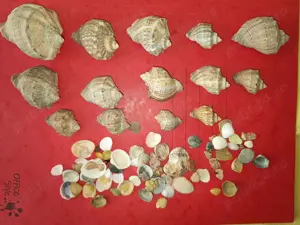 Cochilii de scoici si melci pentru decor acvarii