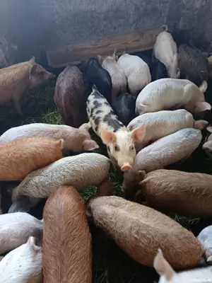 Vând purcei, porcii grașii, vier scroafe gestante 