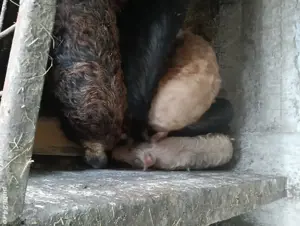 Vand porcii rase mangalița,duroc,landras,marele alb de 5,7,9 luni,! - imagine 2