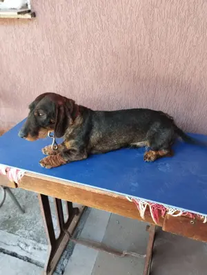 Ciini Teckel sarmosi - imagine 2