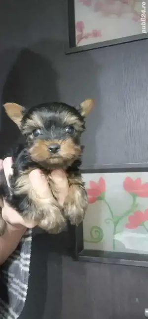 Baietel Yorkshire terrier toy rasa pura