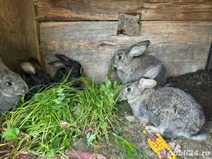 Iepurasi rasa comuna - imagine 2