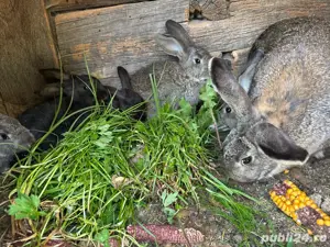 Iepurasi rasa comuna