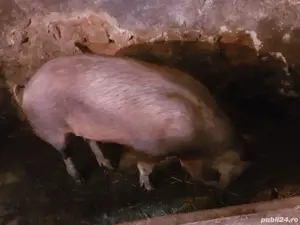 Vând porc  - imagine 3 Vând porc  - imagine 3