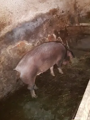 Vând porc  - imagine 2 Vând porc  - imagine 2