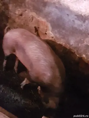 Vând porc  - imagine 4 Vând porc  - imagine 4