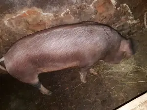 Vând porc 