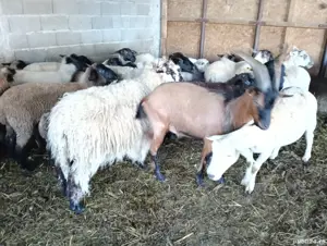 vand tap alpin francez  - imagine 3