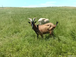 vand tap alpin francez  - imagine 5