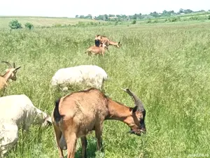 vand tap alpin francez  - imagine 4