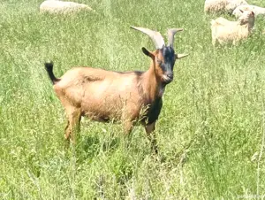 vand tap alpin francez  - imagine 2