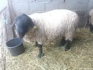 vand berbec rasa Suffolk  - imagine 4 vand berbec rasa Suffolk  - imagine 4