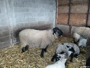 vand berbec rasa Suffolk  - imagine 3 vand berbec rasa Suffolk  - imagine 3