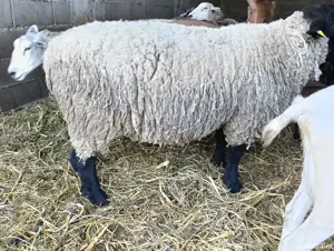 vand berbec rasa Suffolk  - imagine 5 vand berbec rasa Suffolk  - imagine 5