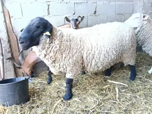 vand berbec rasa Suffolk  - imagine 2 vand berbec rasa Suffolk  - imagine 2