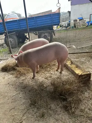 Vând porci de carne  - imagine 3