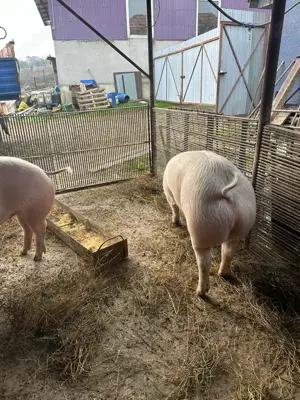 Vând porci de carne  - imagine 2