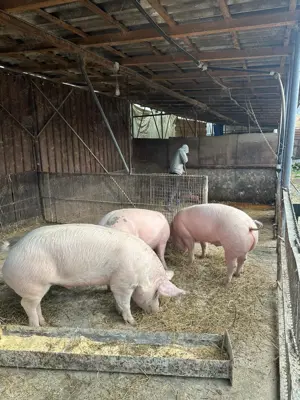 Vând porci de carne 