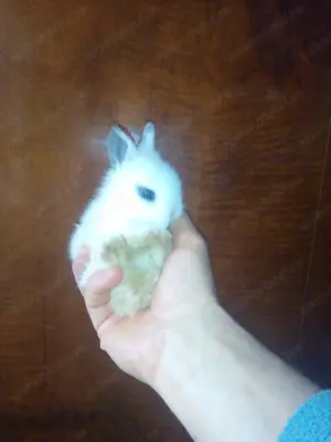 Iepuri super pitici cu greutatea cea mai mică posibil - imagine 2