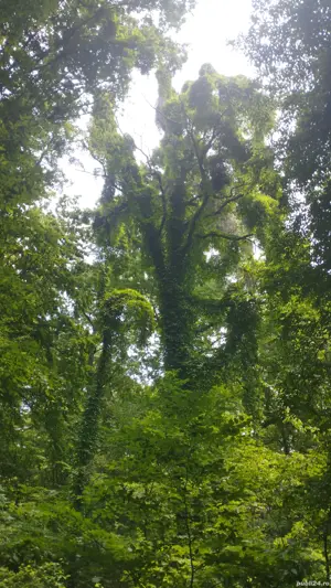 Vand apt 2 camere Snagov