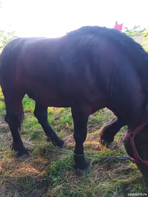 Vând armasar de reproductie - imagine 4