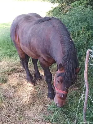 Vând armasar de reproductie - imagine 3