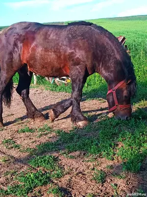 Vând armasar de reproductie - imagine 2