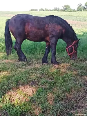 Vând armasar de reproductie - imagine 5