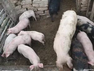 vand porci de diferite kilograme  - imagine 2
