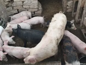 vand porci de diferite kilograme  - imagine 3