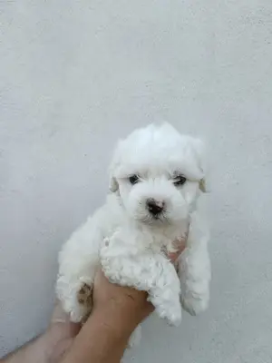 Bichon maltez disponibil 