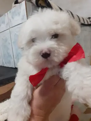 Fetiță și Băiețel Bichon 