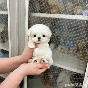 Bichon maltez mini toy alb  - imagine 5