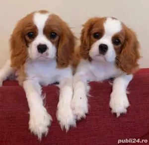 Cățeluși Cavalier King Charles spaniel - imagine 3
