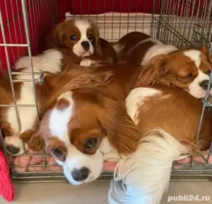 Cățeluși Cavalier King Charles spaniel - imagine 4
