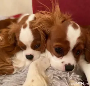 Cățeluși Cavalier King Charles spaniel