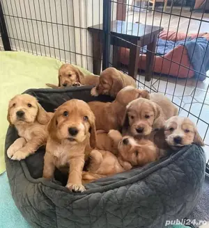 Căței de Cocker Spaniel