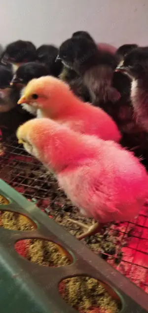  pui de gaina de 7zile din rasa La Bresse