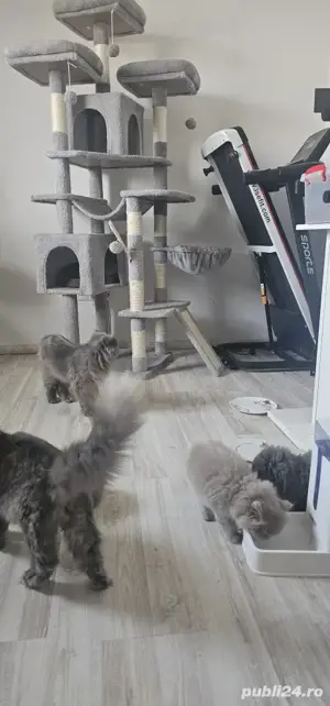 pisoiași vaccinați disponibili  - imagine 2 pisoiași vaccinați disponibili  - imagine 2