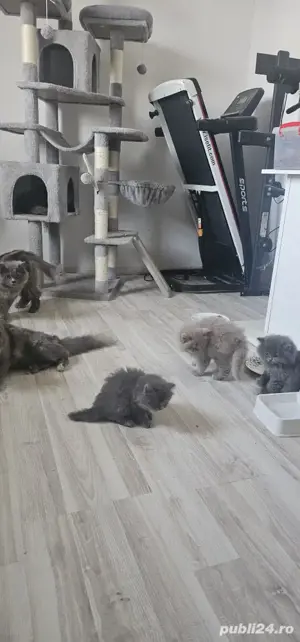 pisoiași vaccinați disponibili 