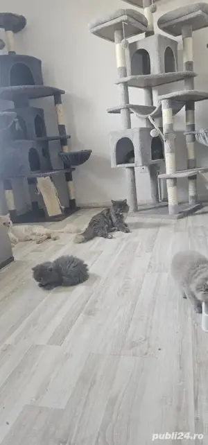 pisoiași vaccinați disponibili  - imagine 3 pisoiași vaccinați disponibili  - imagine 3