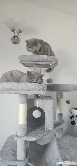 pisoiași vaccinați disponibili  - imagine 5 pisoiași vaccinați disponibili  - imagine 5